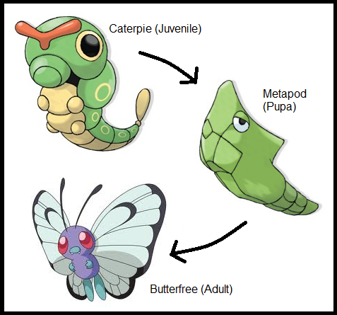 caterpie metapod butterfree